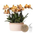 Kolibri Orchids - orange Orchideen-Set im Baumwollkorb inkl. Wassertank - drei orange Orchideen Las Vegas 12cm