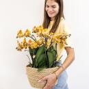 Kolibri Orchids - orange orchid set in cotton basket...