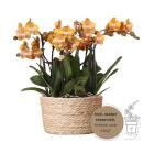 Kolibri Orchids - orange orchid set in reed basket incl....