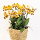 Kolibri Orchids - orange Orchideen-Set im Schilfkorb inkl. Wassertank - drei orange Orchideen Las Vegas 12cm