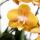 Kolibri Orchids orange Orchideen-Set im Schilfkorb Wassertank drei orange Orchideen Las Vegas 12cm