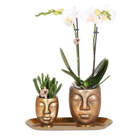 Kolibri Company - Set of white orchid and succulent on golden tray - fresh from the grower