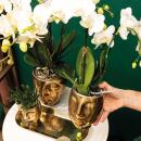Kolibri Company - Set of white orchid and succulent on golden tray - fresh from the grower