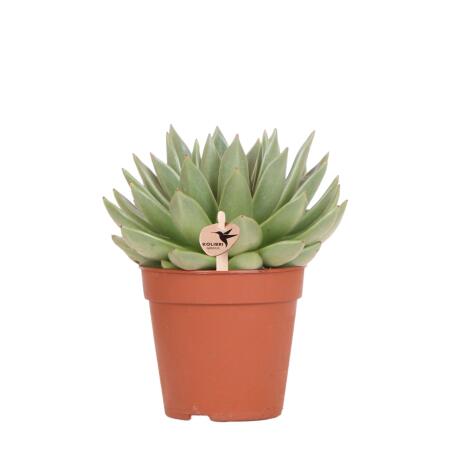 Kolibri Greens - Grünpflanze - Sukkulente Echeveria Miranda - Topfgröße  12cm - grüne Zimmerpflanze - frisch vom Züchter