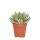 Kolibri Greens Grünpflanze Sukkulente Echeveria Miranda Topfgröße  12cm grüne Zimmerpflanze frisch vom Züchter