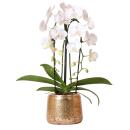 Kolibri Orchids - Weiße Phalaenopsis-Orchidee Niagara Fall im goldenen Ziertopf - 12cm - blühende Zimmerpflanze im Blumentopf - frisch vom Züchter