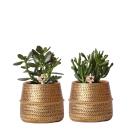 Kolibri Greens - Set de 2 plantes succulentes dans des pots décoratifs avec rainure dorée - taille des pots en céramique 9cm