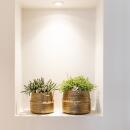 Kolibri Greens - Sukkulenten 2er-Set Pflanzen in dekorativen Töpfen mit goldener Rille - Keramik-Topfgröße  9cm