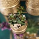 Kolibri Greens - Set de 2 plantes succulentes dans des pots décoratifs avec rainure dorée - taille des pots en céramique 9cm