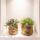 Kolibri Greens - Succulents set of 2 plants in decorative pots with golden groove - ceramic pot size 9cm