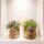Kolibri Greens - Succulents set of 2 plants in decorative pots with golden groove - ceramic pot size 9cm