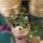 Kolibri Greens - Sukkulenten 2er-Set Pflanzen in dekorativen Töpfen mit goldener Rille - Keramik-Topfgröße  9cm