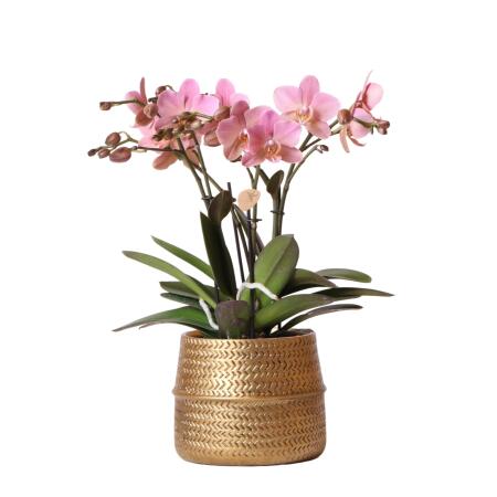Kolibri Orchids - Pink Phalaenopsis Orchid - Treviso in Groove pot gold - pot size 12cm - 35cm high - flowering houseplant