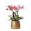 Kolibri Orchids - Pink Phalaenopsis Orchid - Treviso in...