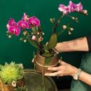 Kolibri Orchids - Pink Phalaenopsis Orchid - Treviso in Groove pot gold - pot size 12cm - 35cm high - flowering houseplant