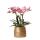Kolibri Orchids - Pink Phalaenopsis Orchid - Treviso in Groove pot gold - pot size 12cm - 35cm high - flowering houseplant
