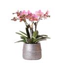 Kolibri Orchids - Rosa Phalaenopsis-Orchidee - Treviso im...