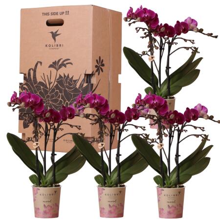 Kolibri Orchids - Überraschungsbox einfarbig - Pflanzen Vorteilsbox - mit 4 verschiedenen Orchideen - frisch vom Züchter