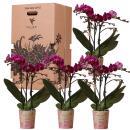 Kolibri Orchids - Überraschungsbox einfarbig - Pflanzen Vorteilsbox - mit 4 verschiedenen Orchideen - frisch vom Züchter