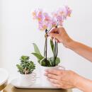 Kolibri Orchids - Surprise box unicolored - plant advantage box - with 4 different orchids