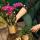 Kolibri Orchids - Surprise box unicolored - plant advantage box - with 4 different orchids