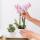 Kolibri Orchids - Surprise box unicolored - plant advantage box - with 4 different orchids