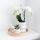 Kolibri Orchids - Surprise box unicolored - plant advantage box - with 4 different orchids