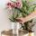 Kolibri Orchids - Surprise box unicolored - plant advantage box - with 4 different orchids