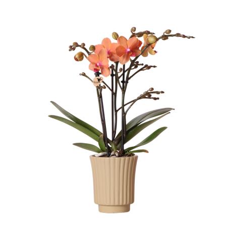 Kolibri Orchids - Orange Phalaenopsis Orchid - Mineral Bolzano + Retro khaki - pot size 9cm - flowering houseplant