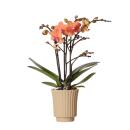 Kolibri Orchids - Orchidée Phalaenopsis orange -...