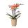 Kolibri Orchids - Orchidée Phalaenopsis orange - Mineral Bolzano + Retro khaki - taille de pot 9cm - plante dintérieur à fleurs