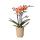 Kolibri Orchids - Orange Phalaenopsis Orchid - Mineral Bolzano + Retro khaki - pot size 9cm - flowering houseplant