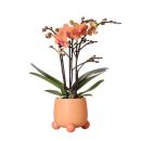 Kolibri Orchids - Orange Phalaenopsis Orchid - Mineral Bolzano + Rolling Peach - pot size 9cm - flowering houseplant