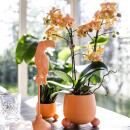 Kolibri Orchids - Orange Phalaenopsis Orchid - Mineral Bolzano + Rolling Peach - pot size 9cm - flowering houseplant