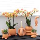 Kolibri Orchids Orange Phalaenopsis Orchidee Mineral Bolzano + Rolling Peach Topfgröße 9cm blühende Zimmerpflanze