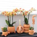 Kolibri Orchids - Orange Phalaenopsis Orchid - Mineral Bolzano + Rolling Peach - pot size 9cm - flowering houseplant