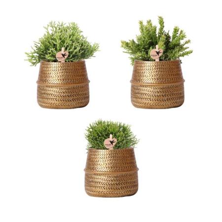 Kolibri Greens - Plant set - with 3 Rhipsalis mixtures - incl. ceramic ornamental pots - pot size 9cm