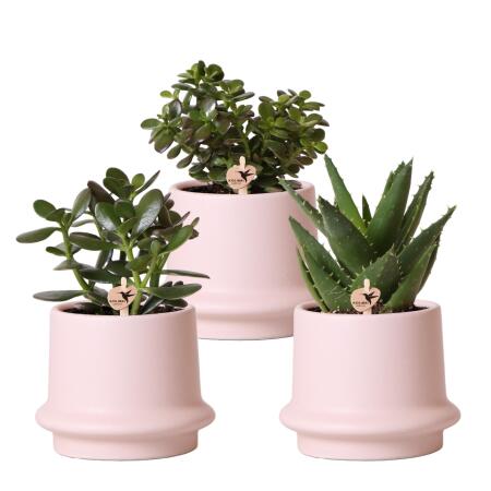 Hummingbird Greens - ensemble de plantes - avec 3 plantes succulentes - avec pots décoratifs en céramique - taille du pot 9 cm