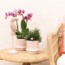 Hummingbird Greens - ensemble de plantes - avec 3 plantes succulentes - avec pots décoratifs en céramique - taille du pot 9 cm