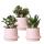 Hummingbird Greens - ensemble de plantes - avec 3 plantes succulentes - avec pots décoratifs en céramique - taille du pot 9 cm