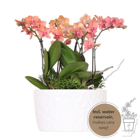 Kolibri Orchids - orange plant set in honey bowl incl. water reservoir - three orange orchids Bolzano 9cm and three green plants Rhipsalis