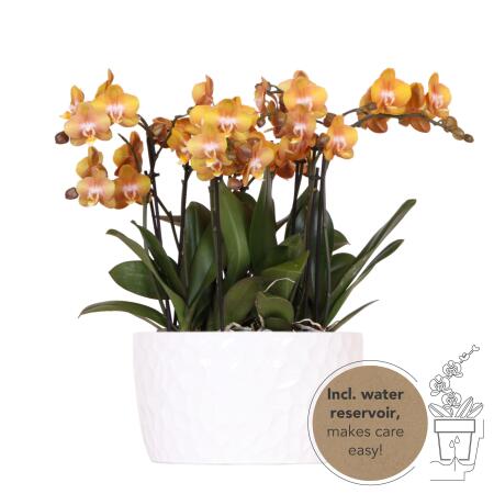 Kolibri Orchids - orange Orchideen-Set in Honigschale inkl. Wasserreservoir - drei orange Orchideen Las Vegas12cm - Mono Bouquet weiß