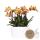 Kolibri Orchids - orange Orchideen-Set in Honigschale inkl. Wasserreservoir - drei orange Orchideen Las Vegas12cm - Mono Bouquet weiß