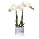 Kolibri Orchids - white Phalaenopsis orchid - Amabilis + Sky pot - pot size 9cm - 40cm high - flowering houseplant