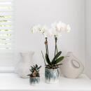 Kolibri Orchids - white Phalaenopsis orchid - Amabilis + Sky pot - pot size 9cm - 40cm high - flowering houseplant