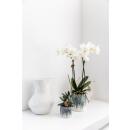 Kolibri Orchids - white Phalaenopsis orchid - Amabilis + Sky pot - pot size 9cm - 40cm high - flowering houseplant