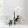 Kolibri Orchids - Orchidée Phalaenopsis blanche - Amabilis + pot Sky - taille du pot 9cm - hauteur 40cm - plante dintérieur à fleurs