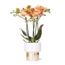 Kolibri Orchids - weiße Phalaenopsis Orchidee - Jamaica + Lush Topf - Topfgröße 9cm - 40cm hoch - blühende Zimmerpflanze