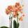 Kolibri Orchids - orchidée phalaenopsis blanche - Jamaica + pot Lush - taille de pot 9cm - hauteur 40cm - plante dintérieur fleurie