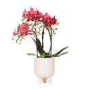 Kolibri Orchids - Red Phalaenopsis Orchid - Congo + rubber pot travertine - pot size 9cm - 40cm high - flowering houseplant
